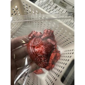 Handmade Fake Brain and Heart Silicone Squishy [Free Shipping] Realistic Simulation Food Massage Toy